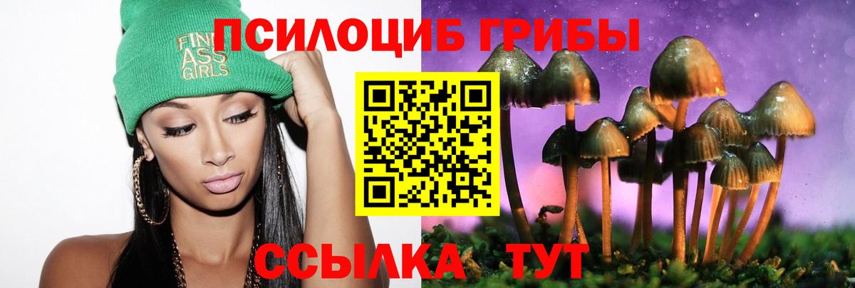 Галлюциногенные грибы Psilocybe Камень-на-Оби